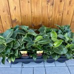 Filodendrón (Philodendron) ´BIRKIN´ - výška 15-20 cm, kont. C1L